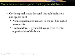 Copyright © 2005 Pearson Education, Inc., publishing as Benjamin Cummings
Motor Areas – Corticospinal Tract (Pyramidal Tract)
• Corticospinal tracts descend through brainstem
and spinal cord
• Axons signal motor neurons to control fine skilled
movements
• Contralateral – pyramidal axons cross over to
opposite side of the brain
 