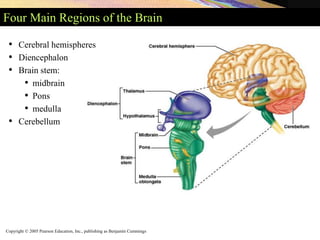 Copyright © 2005 Pearson Education, Inc., publishing as Benjamin Cummings
Four Main Regions of the Brain
• Cerebral hemispheres
• Diencephalon
• Brain stem:
• midbrain
• Pons
• medulla
• Cerebellum
 
