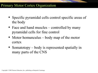 Copyright © 2005 Pearson Education, Inc., publishing as Benjamin Cummings
Primary Motor Cortex Organization
• Specific pyramidal cells control specific areas of
the body
• Face and hand muscles – controlled by many
pyramidal cells for fine control
• Motor homunculus – body map of the motor
cortex
• Somatotopy – body is represented spatially in
many parts of the CNS
 