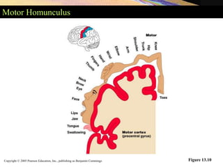 Copyright © 2005 Pearson Education, Inc., publishing as Benjamin Cummings
Motor Homunculus
Figure 13.10
 