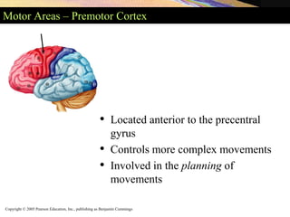 Copyright © 2005 Pearson Education, Inc., publishing as Benjamin Cummings
Motor Areas – Premotor Cortex
• Located anterior to the precentral
gyrus
• Controls more complex movements
• Involved in the planning of
movements
 