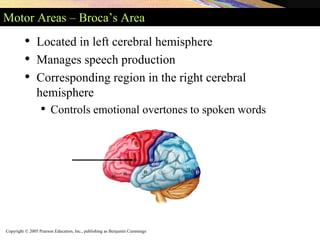 Copyright © 2005 Pearson Education, Inc., publishing as Benjamin Cummings
Motor Areas – Broca’s Area
• Located in left cerebral hemisphere
• Manages speech production
• Corresponding region in the right cerebral
hemisphere
• Controls emotional overtones to spoken words
 
