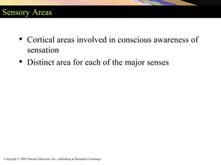 Copyright © 2005 Pearson Education, Inc., publishing as Benjamin Cummings
Sensory Areas
• Cortical areas involved in conscious awareness of
sensation
• Distinct area for each of the major senses
 