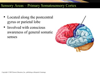 Copyright © 2005 Pearson Education, Inc., publishing as Benjamin Cummings
Sensory Areas – Primary Somatosensory Cortex
• Located along the postcentral
gyrus or parietal lobe
• Involved with conscious
awareness of general somatic
senses
 
