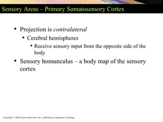 Copyright © 2005 Pearson Education, Inc., publishing as Benjamin Cummings
Sensory Areas – Primary Somatosensory Cortex
• Projection is contralateral
• Cerebral hemispheres
• Receive sensory input from the opposite side of the
body
• Sensory homunculus – a body map of the sensory
cortex
 