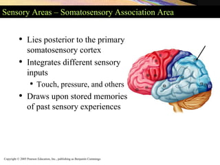 Copyright © 2005 Pearson Education, Inc., publishing as Benjamin Cummings
Sensory Areas – Somatosensory Association Area
• Lies posterior to the primary
somatosensory cortex
• Integrates different sensory
inputs
• Touch, pressure, and others
• Draws upon stored memories
of past sensory experiences
 