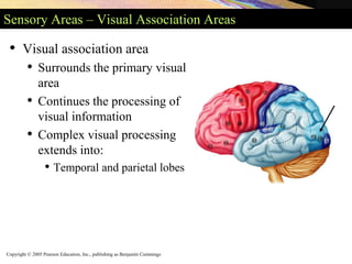 Copyright © 2005 Pearson Education, Inc., publishing as Benjamin Cummings
Sensory Areas – Visual Association Areas
• Visual association area
• Surrounds the primary visual
area
• Continues the processing of
visual information
• Complex visual processing
extends into:
• Temporal and parietal lobes
 