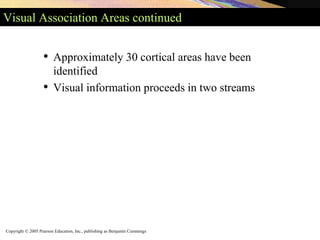 Copyright © 2005 Pearson Education, Inc., publishing as Benjamin Cummings
Visual Association Areas continued
• Approximately 30 cortical areas have been
identified
• Visual information proceeds in two streams
 