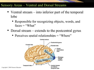 Copyright © 2005 Pearson Education, Inc., publishing as Benjamin Cummings
Sensory Areas – Ventral and Dorsal Streams
• Ventral stream – into inferior part of the temporal
lobe
• Responsible for recognizing objects, words, and
faces = “What”
• Dorsal stream – extends to the postcentral gyrus
• Perceives spatial relationships = “Where”
 