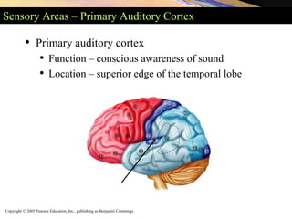 Copyright © 2005 Pearson Education, Inc., publishing as Benjamin Cummings
Sensory Areas – Primary Auditory Cortex
• Primary auditory cortex
• Function – conscious awareness of sound
• Location – superior edge of the temporal lobe
 