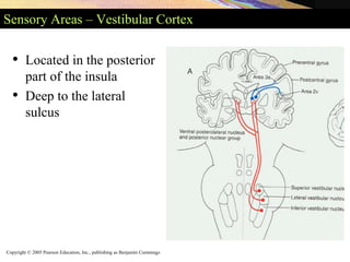Copyright © 2005 Pearson Education, Inc., publishing as Benjamin Cummings
Sensory Areas – Vestibular Cortex
• Located in the posterior
part of the insula
• Deep to the lateral
sulcus
 