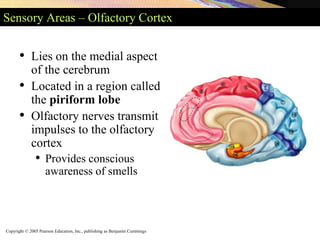 Copyright © 2005 Pearson Education, Inc., publishing as Benjamin Cummings
Sensory Areas – Olfactory Cortex
• Lies on the medial aspect
of the cerebrum
• Located in a region called
the piriform lobe
• Olfactory nerves transmit
impulses to the olfactory
cortex
• Provides conscious
awareness of smells
 