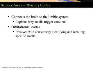 Copyright © 2005 Pearson Education, Inc., publishing as Benjamin Cummings
Sensory Areas – Olfactory Cortex
• Connects the brain to the limbic system
• Explains why smells trigger emotions
• Orbitofrontal cortex
• Involved with consciously identifying and recalling
specific smells
 