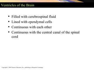Copyright © 2005 Pearson Education, Inc., publishing as Benjamin Cummings
Ventricles of the Brain
• Filled with cerebrospinal fluid
• Lined with ependymal cells
• Continuous with each other
• Continuous with the central canal of the spinal
cord
 