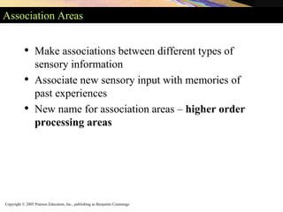 Copyright © 2005 Pearson Education, Inc., publishing as Benjamin Cummings
Association Areas
• Make associations between different types of
sensory information
• Associate new sensory input with memories of
past experiences
• New name for association areas – higher order
processing areas
 