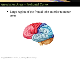 Copyright © 2005 Pearson Education, Inc., publishing as Benjamin Cummings
Association Areas – Prefrontal Cortex
• Large region of the frontal lobe anterior to motor
areas
 