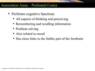 Copyright © 2005 Pearson Education, Inc., publishing as Benjamin Cummings
Association Areas – Prefrontal Cortex
• Performs cognitive functions
• All aspects of thinking and perceiving
• Remembering and recalling information
• Problem solving
• Also related to mood
• Has close links to the limbic part of the forebrain
 