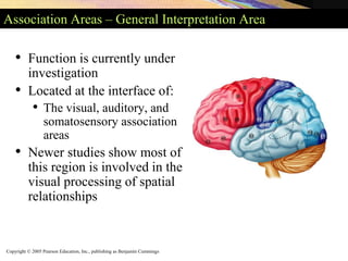 Copyright © 2005 Pearson Education, Inc., publishing as Benjamin Cummings
Association Areas – General Interpretation Area
• Function is currently under
investigation
• Located at the interface of:
• The visual, auditory, and
somatosensory association
areas
• Newer studies show most of
this region is involved in the
visual processing of spatial
relationships
 