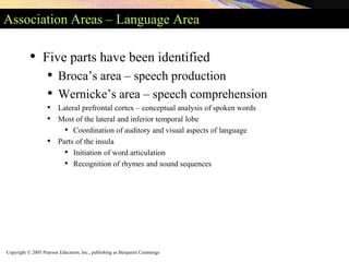 Copyright © 2005 Pearson Education, Inc., publishing as Benjamin Cummings
Association Areas – Language Area
• Five parts have been identified
• Broca’s area – speech production
• Wernicke’s area – speech comprehension
• Lateral prefrontal cortex – conceptual analysis of spoken words
• Most of the lateral and inferior temporal lobe
• Coordination of auditory and visual aspects of language
• Parts of the insula
• Initiation of word articulation
• Recognition of rhymes and sound sequences
 