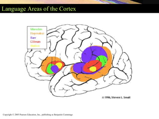Copyright © 2005 Pearson Education, Inc., publishing as Benjamin Cummings
Language Areas of the Cortex
 