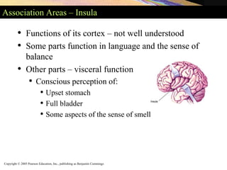 Copyright © 2005 Pearson Education, Inc., publishing as Benjamin Cummings
Association Areas – Insula
• Functions of its cortex – not well understood
• Some parts function in language and the sense of
balance
• Other parts – visceral function
• Conscious perception of:
• Upset stomach
• Full bladder
• Some aspects of the sense of smell
 