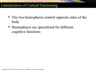 Copyright © 2005 Pearson Education, Inc., publishing as Benjamin Cummings
Lateralization of Cortical Functioning
• The two hemispheres control opposite sides of the
body
• Hemispheres are specialized for different
cognitive functions
 