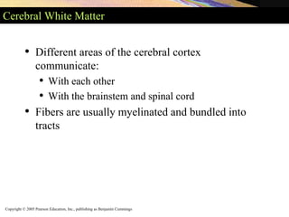 Copyright © 2005 Pearson Education, Inc., publishing as Benjamin Cummings
Cerebral White Matter
• Different areas of the cerebral cortex
communicate:
• With each other
• With the brainstem and spinal cord
• Fibers are usually myelinated and bundled into
tracts
 