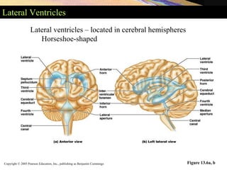 Copyright © 2005 Pearson Education, Inc., publishing as Benjamin Cummings
Lateral Ventricles
Figure 13.6a, b
Lateral ventricles – located in cerebral hemispheres
Horseshoe-shaped
 