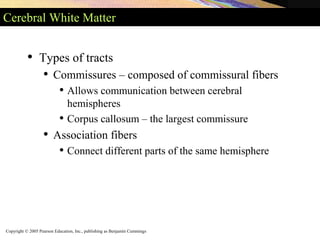 Copyright © 2005 Pearson Education, Inc., publishing as Benjamin Cummings
Cerebral White Matter
• Types of tracts
• Commissures – composed of commissural fibers
• Allows communication between cerebral
hemispheres
• Corpus callosum – the largest commissure
• Association fibers
• Connect different parts of the same hemisphere
 