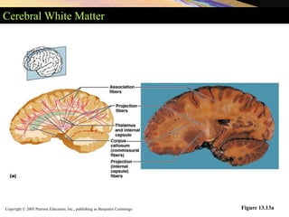 Copyright © 2005 Pearson Education, Inc., publishing as Benjamin Cummings
Cerebral White Matter
Figure 13.13a
 