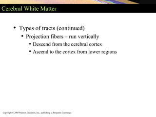 Copyright © 2005 Pearson Education, Inc., publishing as Benjamin Cummings
Cerebral White Matter
• Types of tracts (continued)
• Projection fibers – run vertically
• Descend from the cerebral cortex
• Ascend to the cortex from lower regions
 