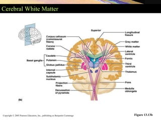 Copyright © 2005 Pearson Education, Inc., publishing as Benjamin Cummings
Cerebral White Matter
Figure 13.13b
 