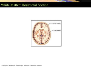 Copyright © 2005 Pearson Education, Inc., publishing as Benjamin Cummings
White Matter: Horizontal Section
 