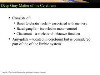 Copyright © 2005 Pearson Education, Inc., publishing as Benjamin Cummings
Deep Gray Matter of the Cerebrum
• Consists of:
• Basal forebrain nuclei – associated with memory
• Basal ganglia – invovled in motor control
• Claustrum – a nucleus of unknown function
• Amygdala – located in cerebrum but is considered
part of the of the limbic system
 