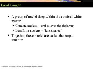 Copyright © 2005 Pearson Education, Inc., publishing as Benjamin Cummings
Basal Ganglia
• A group of nuclei deep within the cerebral white
matter
• Caudate nucleus – arches over the thalamus
• Lentiform nucleus – “lens shaped”
• Together, these nuclei are called the corpus
striatum
 