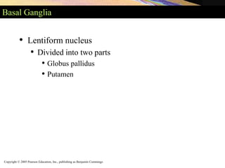 Copyright © 2005 Pearson Education, Inc., publishing as Benjamin Cummings
Basal Ganglia
• Lentiform nucleus
• Divided into two parts
• Globus pallidus
• Putamen
 