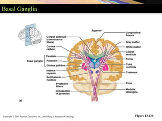 Copyright © 2005 Pearson Education, Inc., publishing as Benjamin Cummings
Basal Ganglia
Figure 13.13b
 