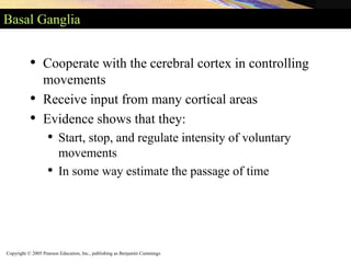 Copyright © 2005 Pearson Education, Inc., publishing as Benjamin Cummings
Basal Ganglia
• Cooperate with the cerebral cortex in controlling
movements
• Receive input from many cortical areas
• Evidence shows that they:
• Start, stop, and regulate intensity of voluntary
movements
• In some way estimate the passage of time
 
