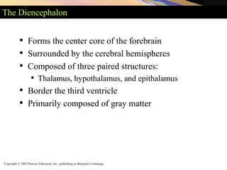 Copyright © 2005 Pearson Education, Inc., publishing as Benjamin Cummings
The Diencephalon
• Forms the center core of the forebrain
• Surrounded by the cerebral hemispheres
• Composed of three paired structures:
• Thalamus, hypothalamus, and epithalamus
• Border the third ventricle
• Primarily composed of gray matter
 