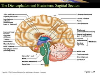 Copyright © 2005 Pearson Education, Inc., publishing as Benjamin Cummings
The Diencephalon and Brainstem: Sagittal Section
Figure 13.15
 