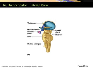 Copyright © 2005 Pearson Education, Inc., publishing as Benjamin Cummings
The Diencephalon: Lateral View
Figure 13.16a
 