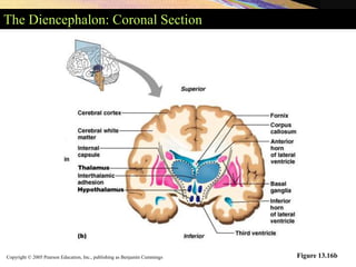 Copyright © 2005 Pearson Education, Inc., publishing as Benjamin Cummings
The Diencephalon: Coronal Section
Figure 13.16b
 