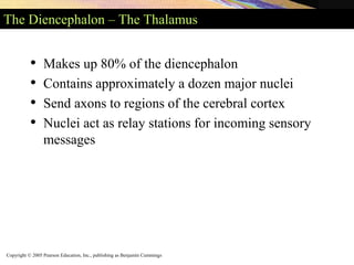 Copyright © 2005 Pearson Education, Inc., publishing as Benjamin Cummings
The Diencephalon – The Thalamus
• Makes up 80% of the diencephalon
• Contains approximately a dozen major nuclei
• Send axons to regions of the cerebral cortex
• Nuclei act as relay stations for incoming sensory
messages
 