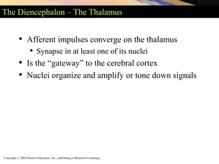 Copyright © 2005 Pearson Education, Inc., publishing as Benjamin Cummings
The Diencephalon – The Thalamus
• Afferent impulses converge on the thalamus
• Synapse in at least one of its nuclei
• Is the “gateway” to the cerebral cortex
• Nuclei organize and amplify or tone down signals
 