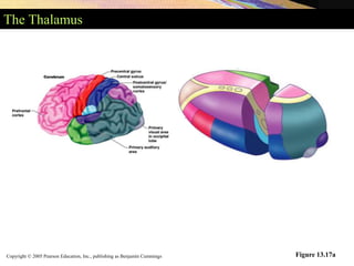 Copyright © 2005 Pearson Education, Inc., publishing as Benjamin Cummings
The Thalamus
Figure 13.17a
 