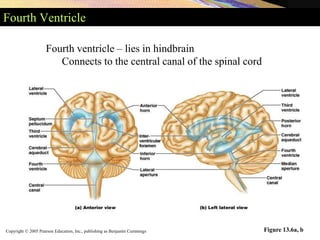 Copyright © 2005 Pearson Education, Inc., publishing as Benjamin Cummings
Fourth Ventricle
Figure 13.6a, b
Fourth ventricle – lies in hindbrain
Connects to the central canal of the spinal cord
 