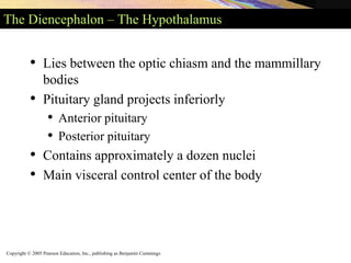 Copyright © 2005 Pearson Education, Inc., publishing as Benjamin Cummings
The Diencephalon – The Hypothalamus
• Lies between the optic chiasm and the mammillary
bodies
• Pituitary gland projects inferiorly
• Anterior pituitary
• Posterior pituitary
• Contains approximately a dozen nuclei
• Main visceral control center of the body
 