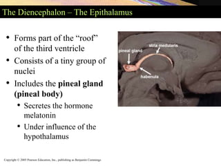 Copyright © 2005 Pearson Education, Inc., publishing as Benjamin Cummings
The Diencephalon – The Epithalamus
• Forms part of the “roof”
of the third ventricle
• Consists of a tiny group of
nuclei
• Includes the pineal gland
(pineal body)
• Secretes the hormone
melatonin
• Under influence of the
hypothalamus
 