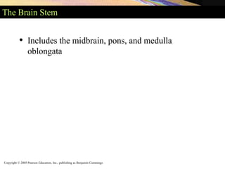 Copyright © 2005 Pearson Education, Inc., publishing as Benjamin Cummings
The Brain Stem
• Includes the midbrain, pons, and medulla
oblongata
 