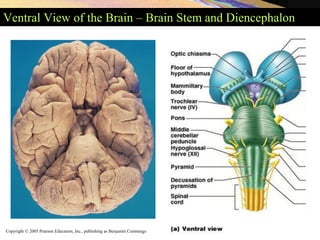 Copyright © 2005 Pearson Education, Inc., publishing as Benjamin Cummings
Ventral View of the Brain – Brain Stem and Diencephalon
Figure 13.19
 
